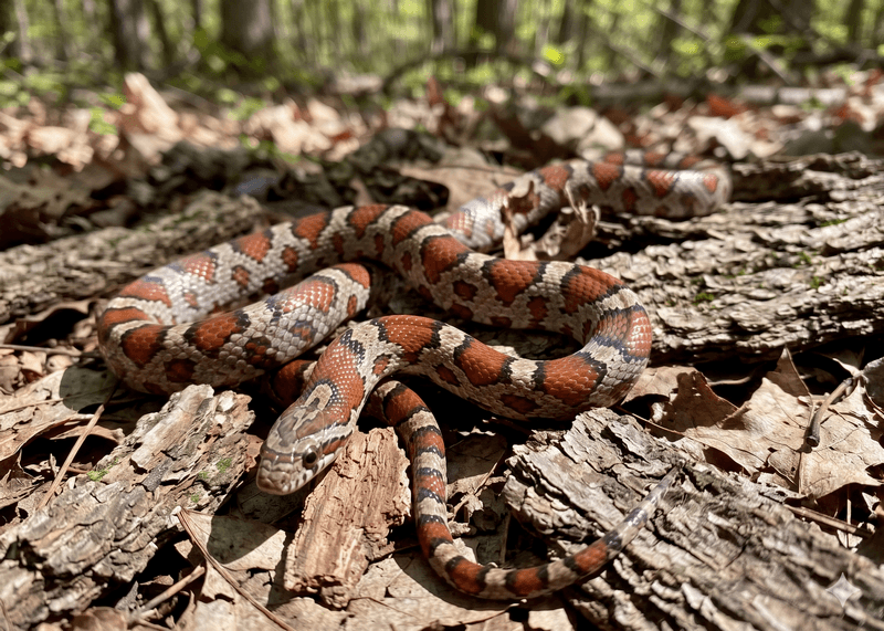 Eastern Milk Snake